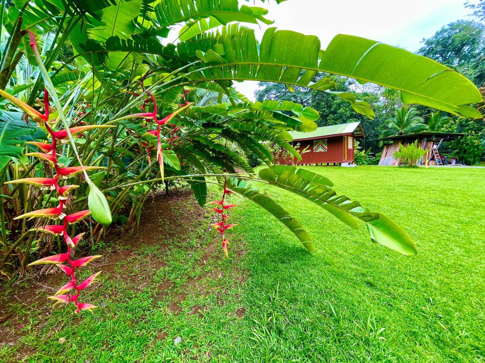 Alouatta Lodge And Canopy Cahuita Exterior photo